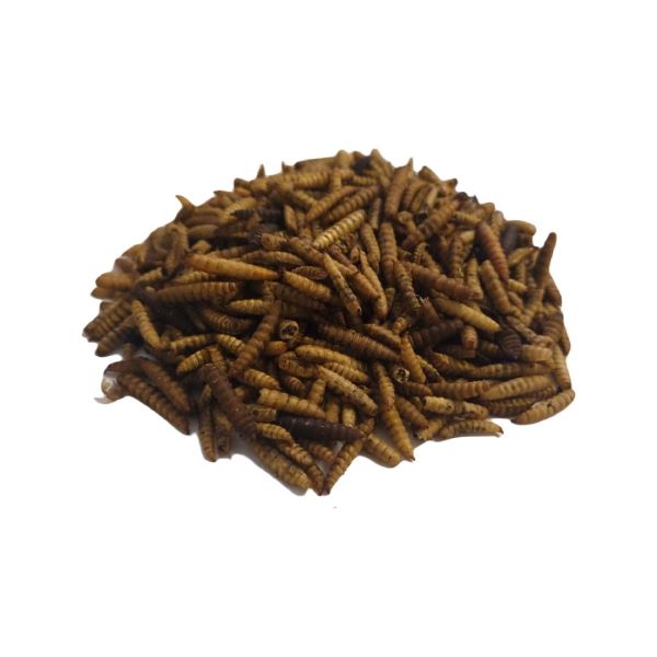 Dried Calci Worms