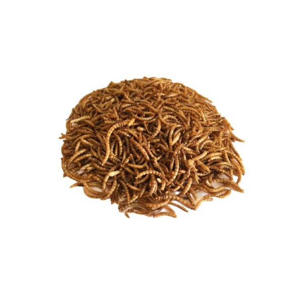 Dried Mealworm