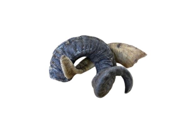 Lamb Horns