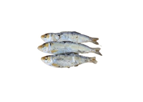 Sardines